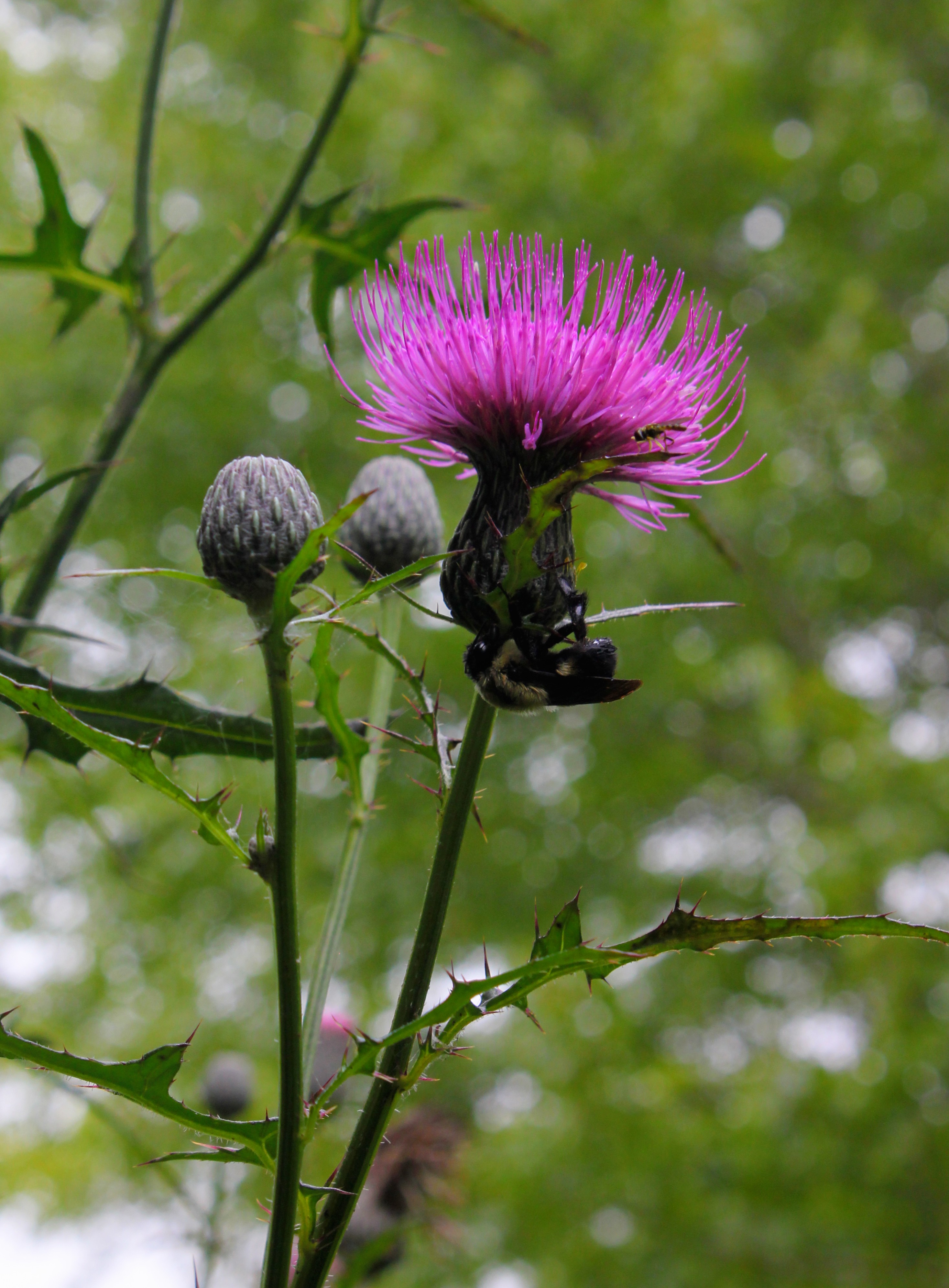 Swamp Thistle